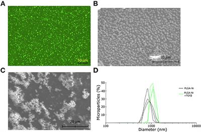 Arrest in the Progression of Type 1 Diabetes at the Mid-Stage of Insulitic Autoimmunity Using an Autoantigen-Decorated All-trans Retinoic Acid and Transforming Growth Factor Beta-1 Single Microparticle Formulation